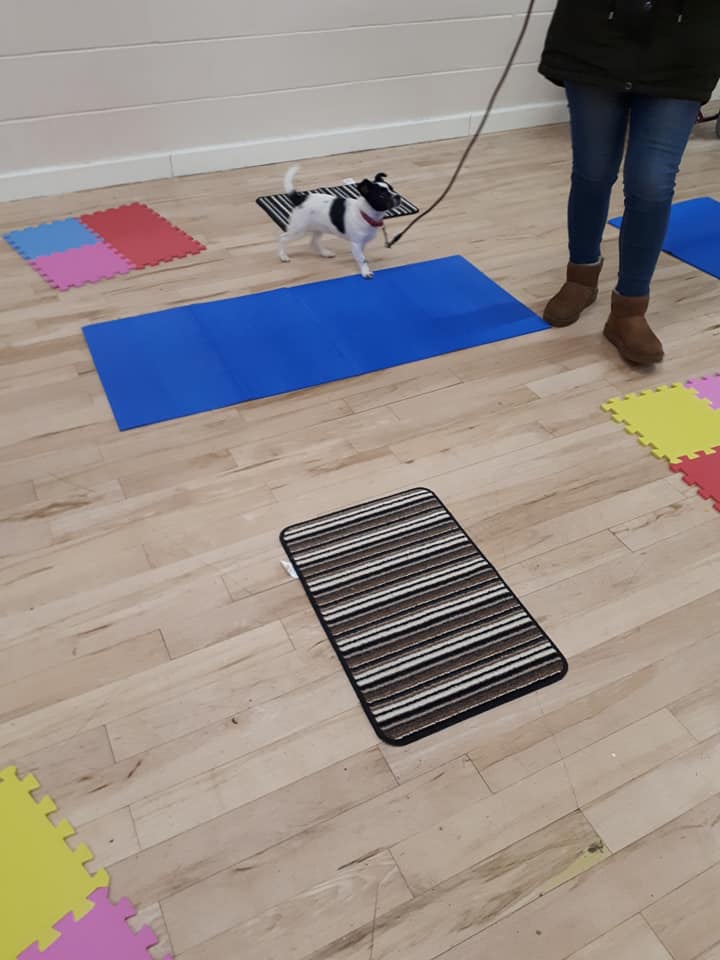 Puppy Training at the Isabella Centre Feb 2019